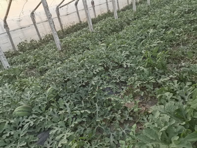 京欣系列