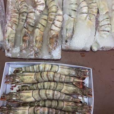 活冻黑虎大虾3/4只一斤全国各地可发货
