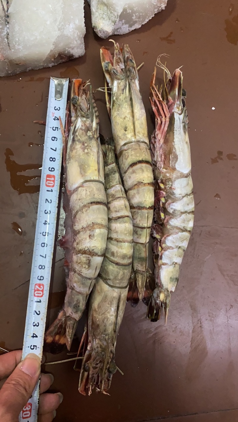 活冻黑虎大虾3/4只一斤全国各地可发货