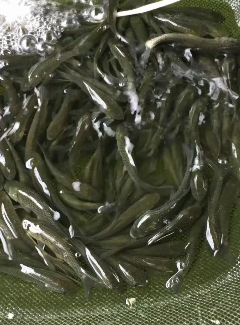草鱼新苗公司大量现货供应产地直销批发零售价
