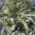 薄荷叶干薄荷叶薄荷茶货品质量保证批发各种中药材