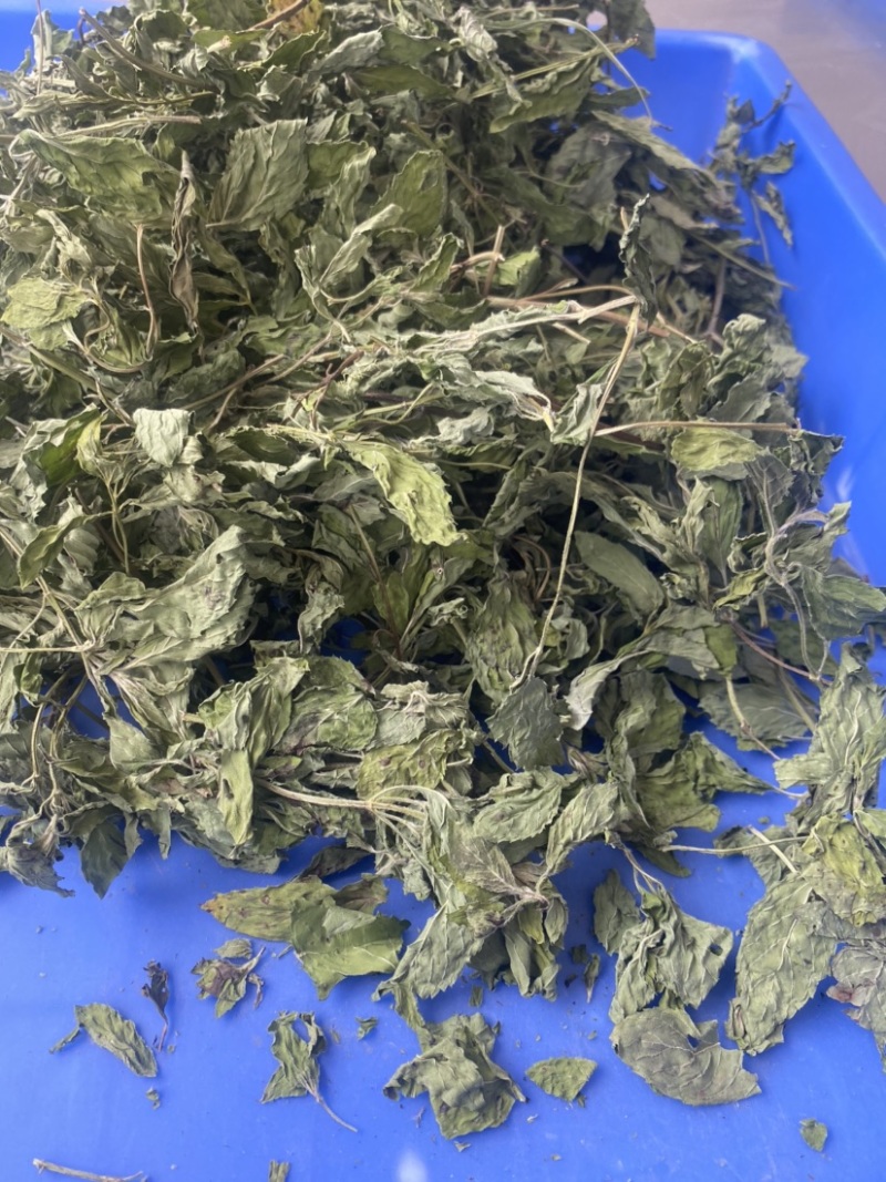 薄荷叶干薄荷叶薄荷茶货品质量保证批发各种中药材
