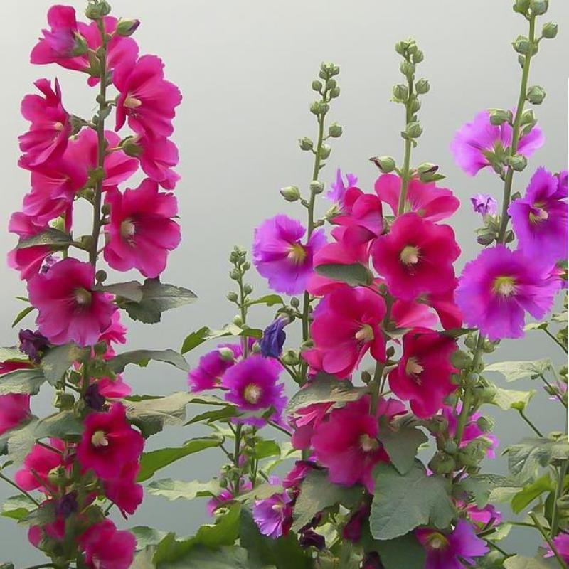 蜀葵花种子春秋四季易种开花多年生宿根花籽室外庭院花种子一