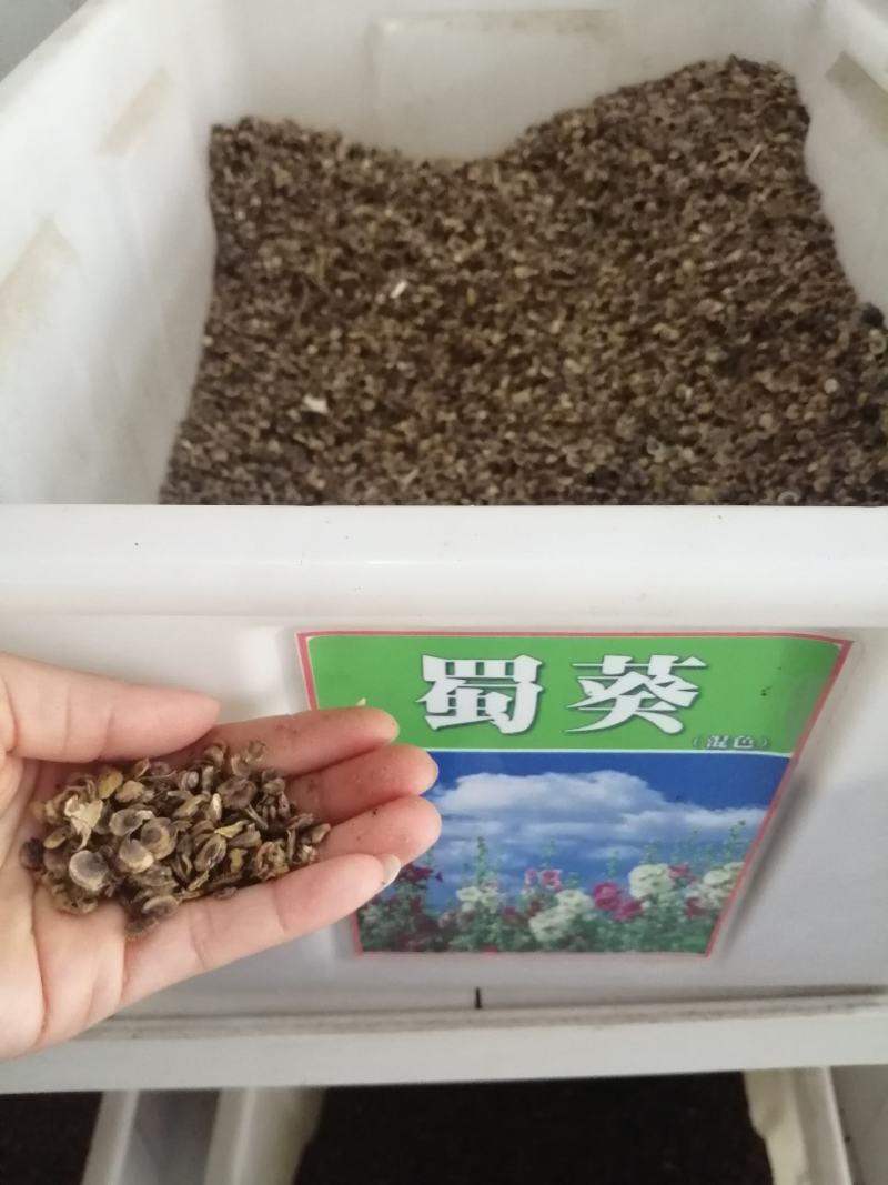 蜀葵花种子春秋四季易种开花多年生宿根花籽室外庭院花种子一