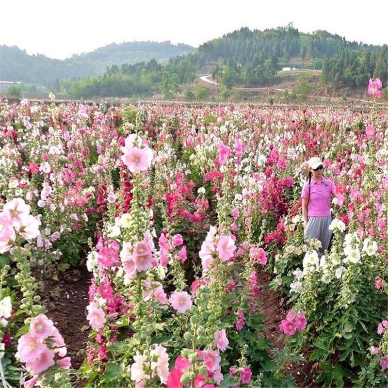 蜀葵花种子春秋四季易种开花多年生宿根花籽室外庭院花种子一