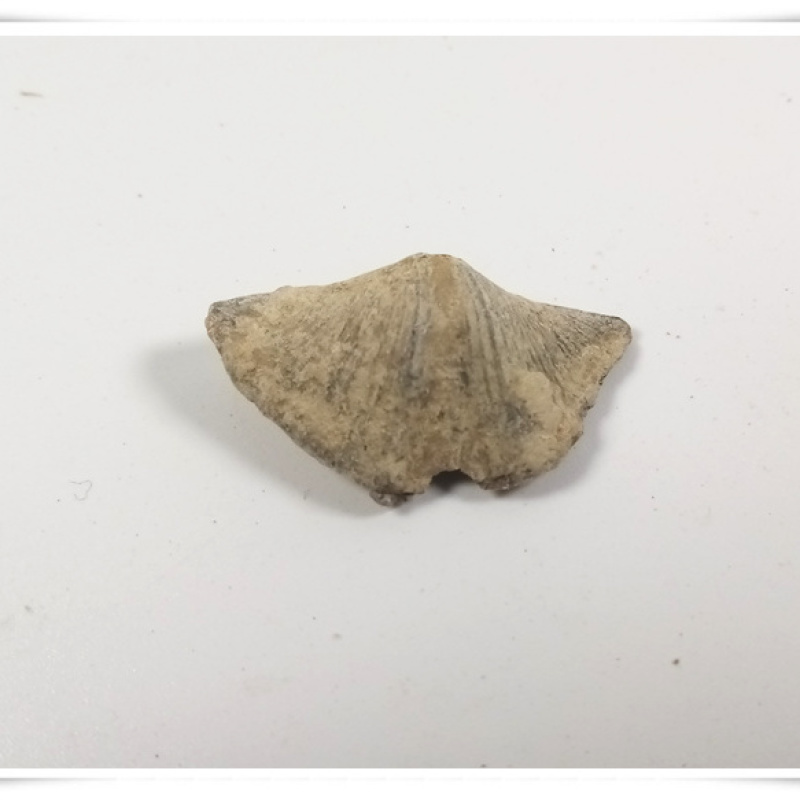 中药材天然石燕大石燕子粉燕子石水飞石燕石燕粉