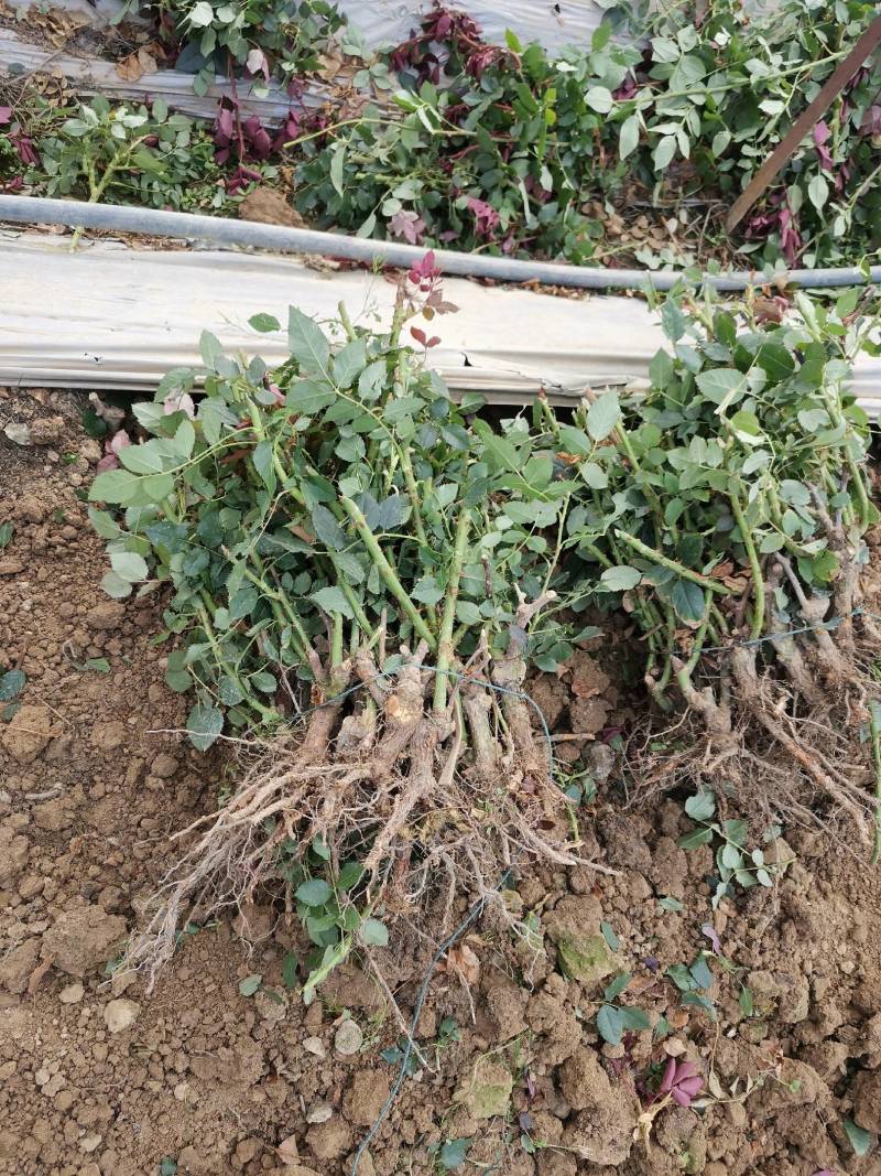 月季苗大花月季老桩两年苗基地现取现发厂家直销