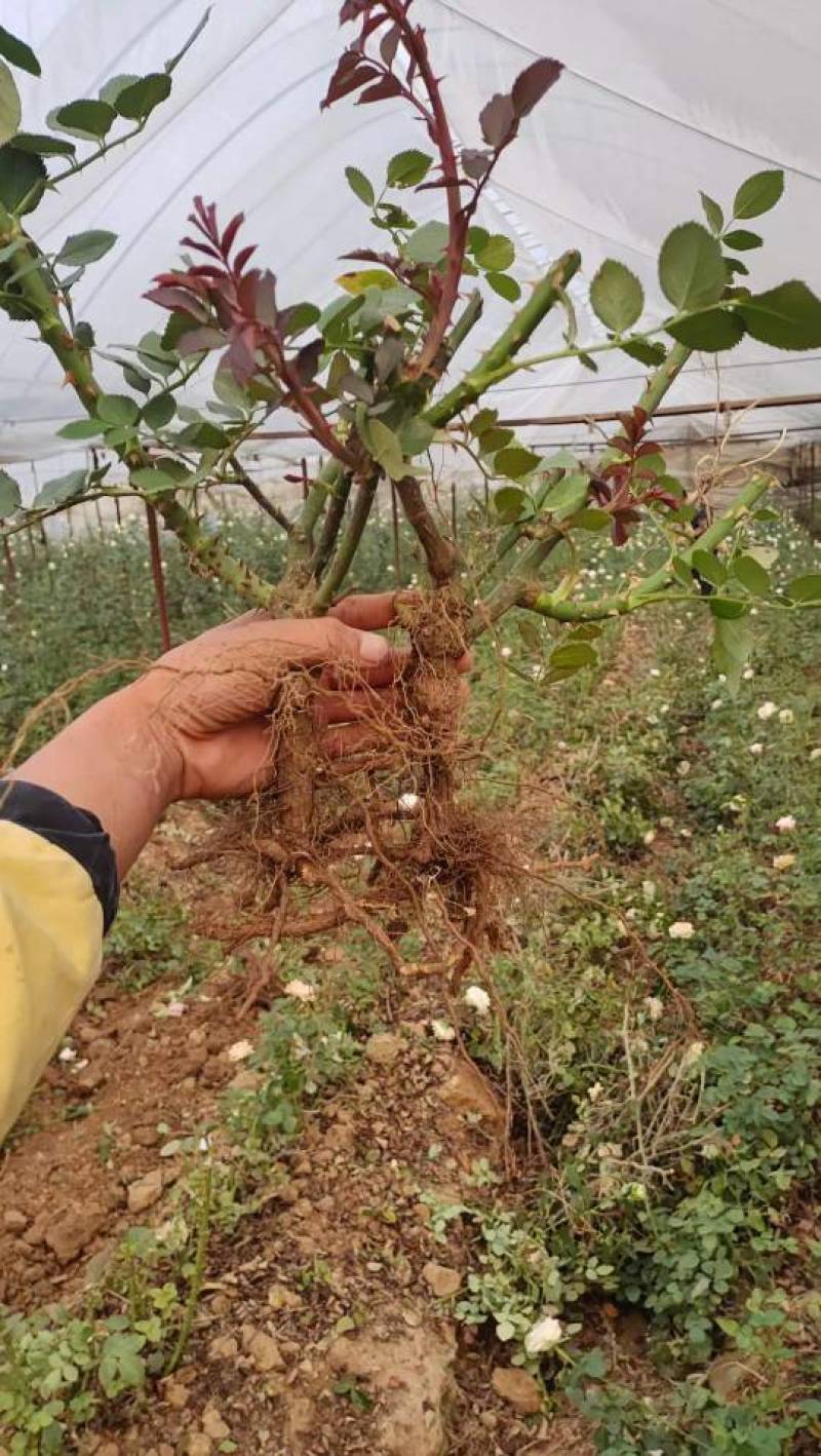 月季苗大花月季老桩25-40公分基地现取现货厂家直销