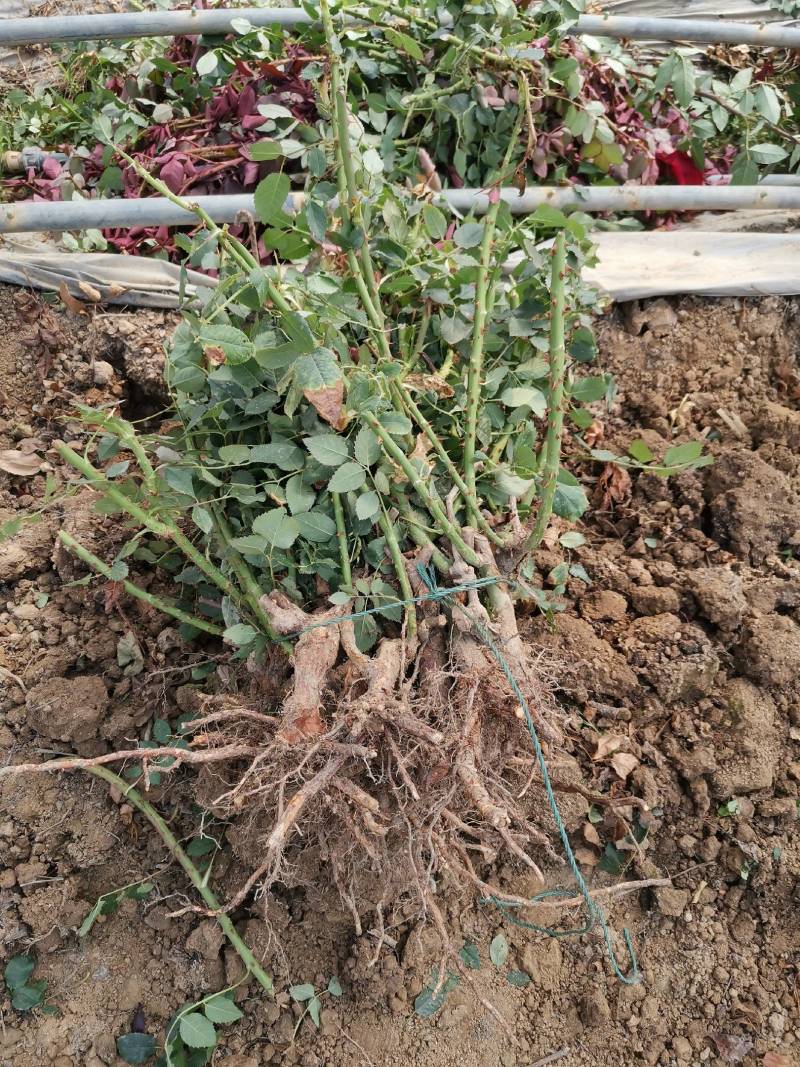 月季苗大花月季老桩25-40公分基地现取现货厂家直销