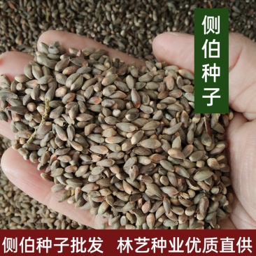 侧柏种子多年生四季易种易活柏树籽园林绿化树种
