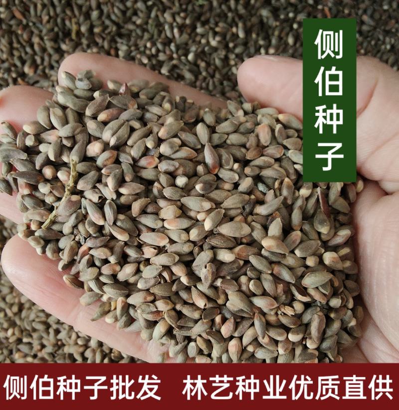 侧柏种子多年生四季易种易活柏树籽园林绿化树种