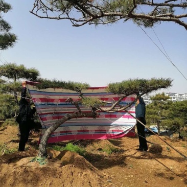 精品各种规格赤松造型松
