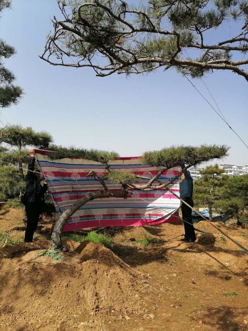精品各种规格赤松造型松