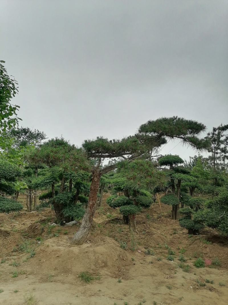 精品各种规格赤松造型松