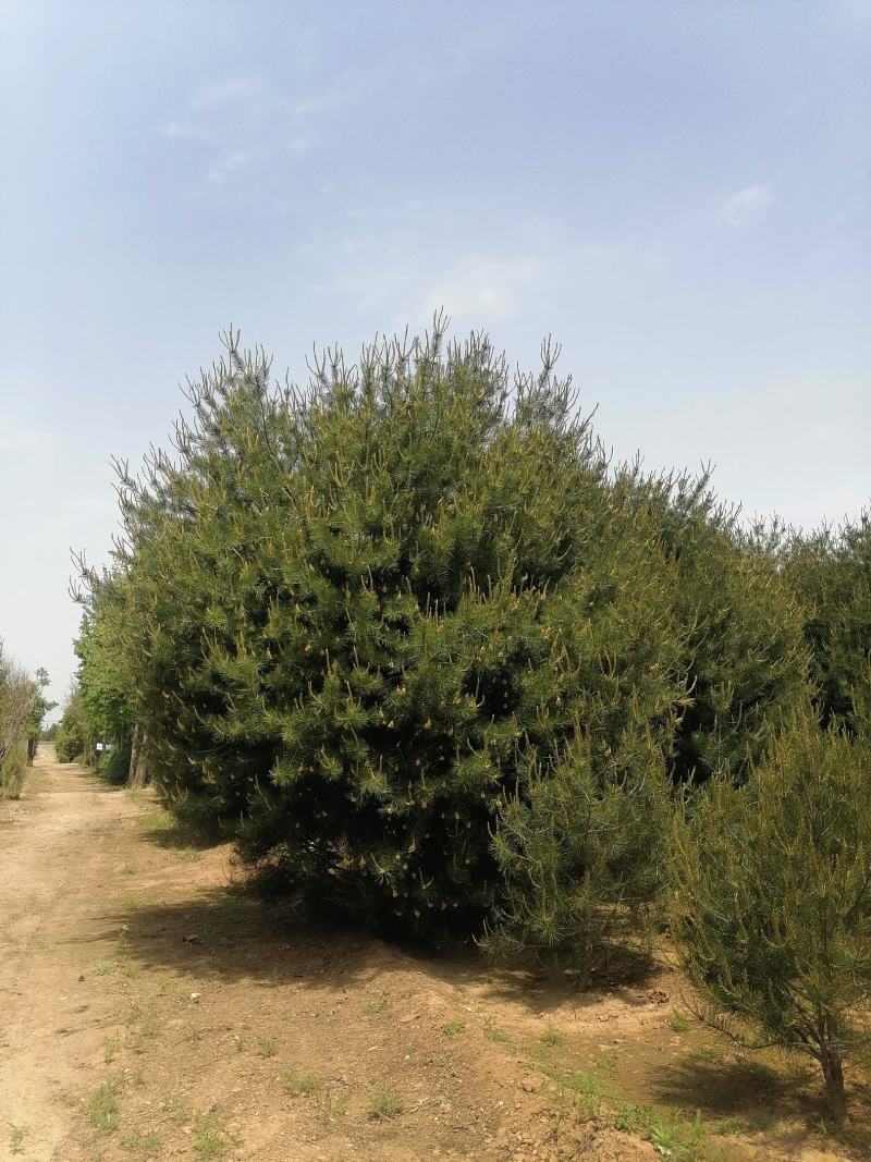 优质精品1—6米白皮松