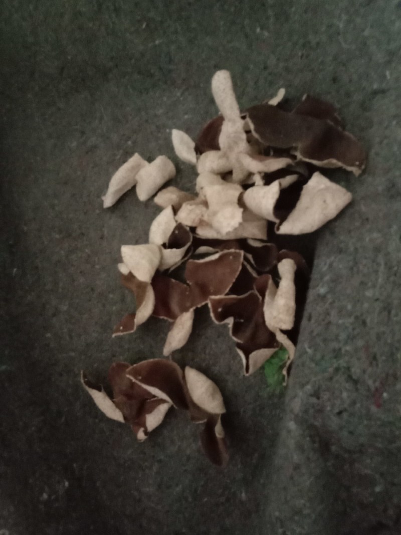 陈皮