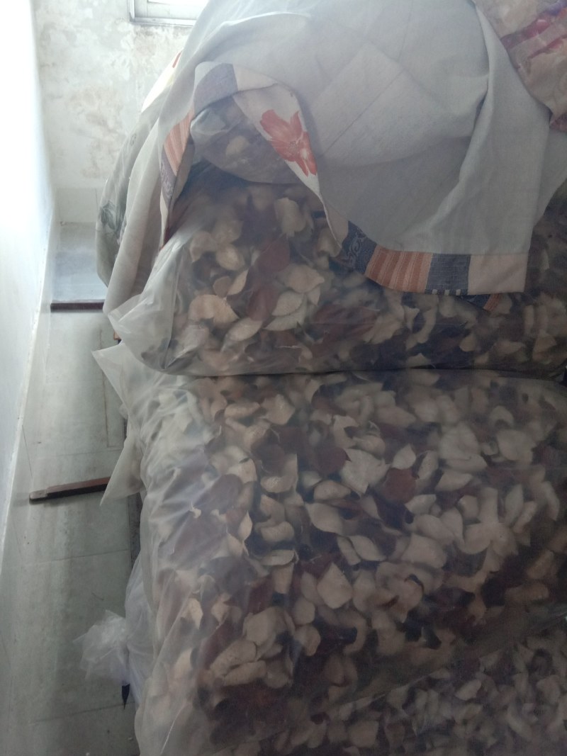 陈皮