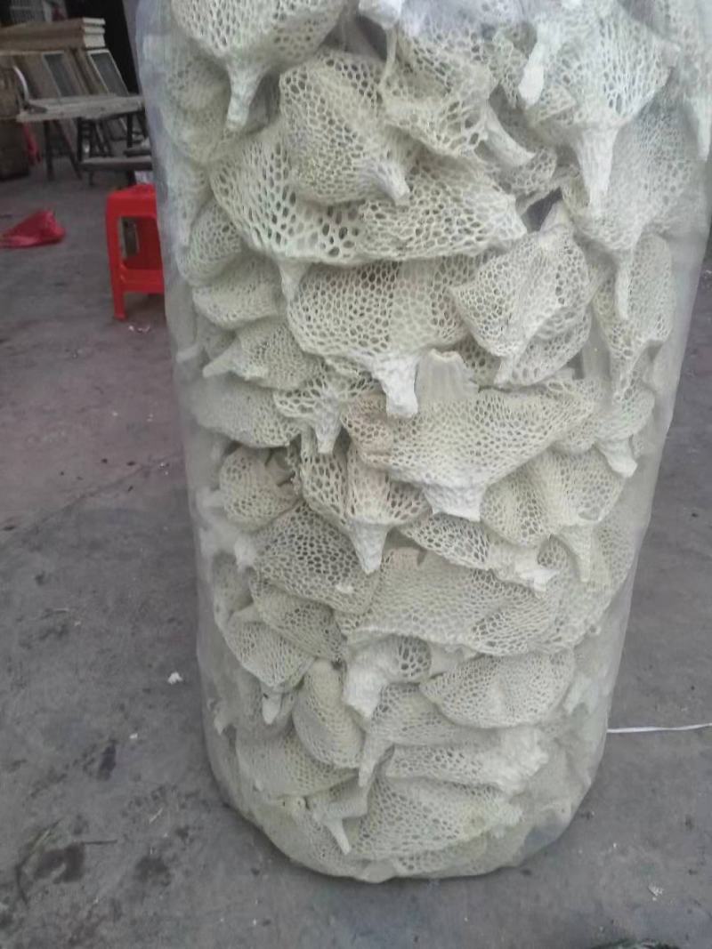 长裙竹荪