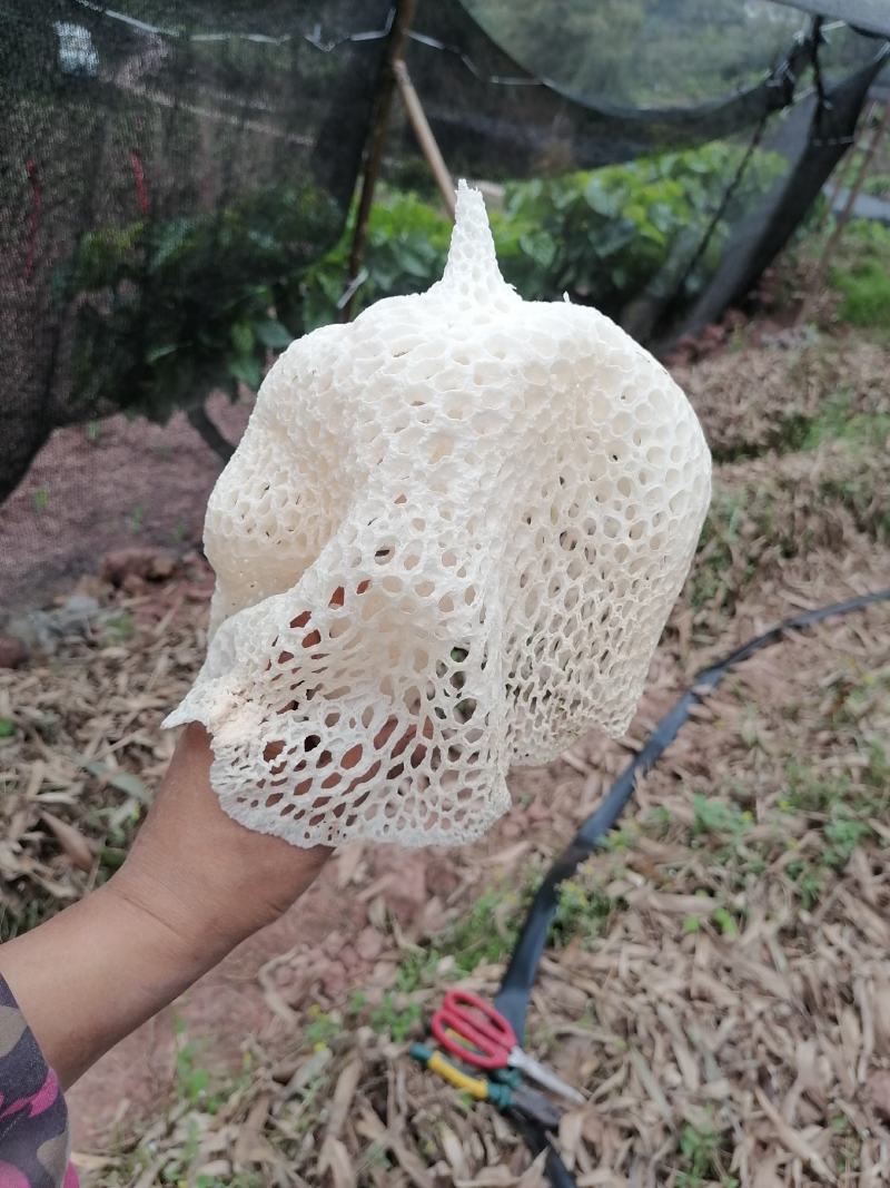 长裙竹荪