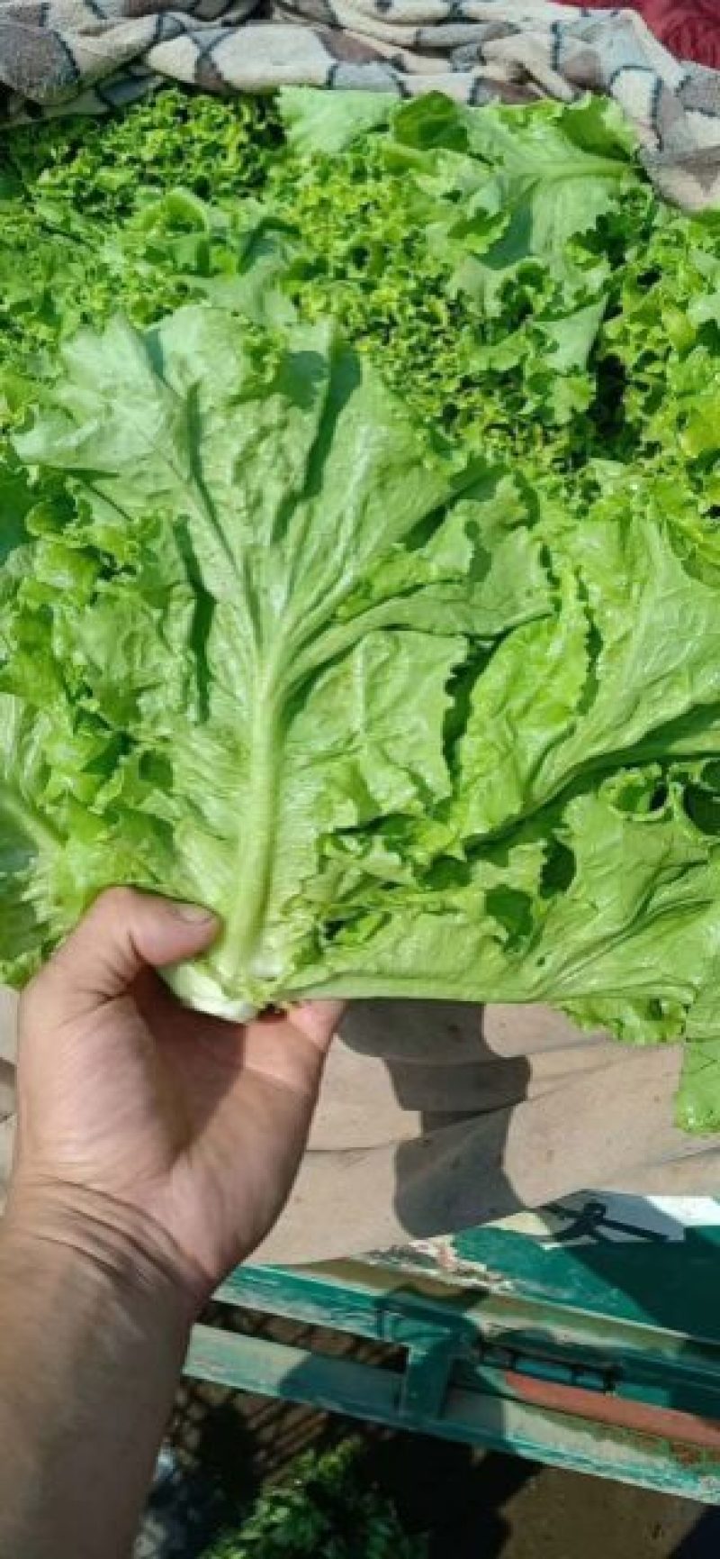 【基地直发】本地散叶生菜大量上市中，对接全国货源充足量大