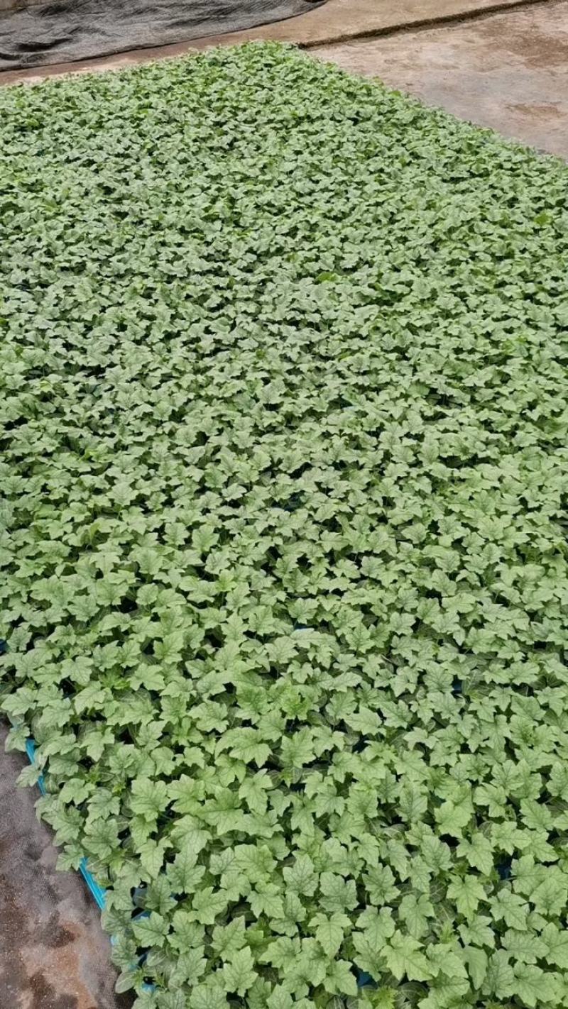 丝瓜苗，中绿杂交丝瓜苗，寿光育苗基地苗厂直对接