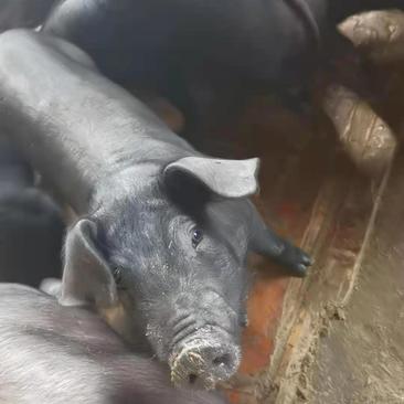 猪场销售苏太母猪仔送猪到家途中出现伤亡卖家承担
