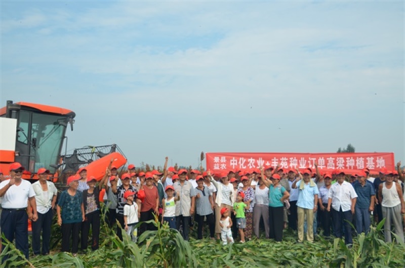 杂交高粱冀酿2号，酿酒高粱，品质好出酒率高，支链淀粉高