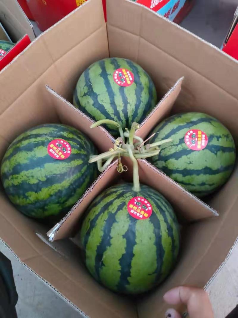 精品美都西瓜口口脆基地直供生瓜包赔