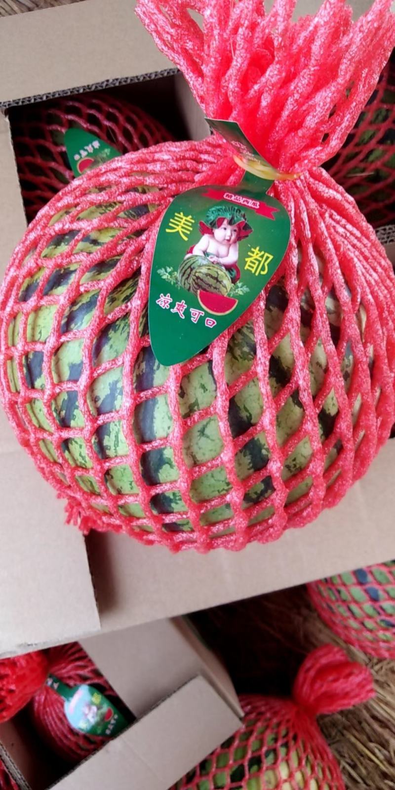精品美都西瓜口口脆基地直供生瓜包赔