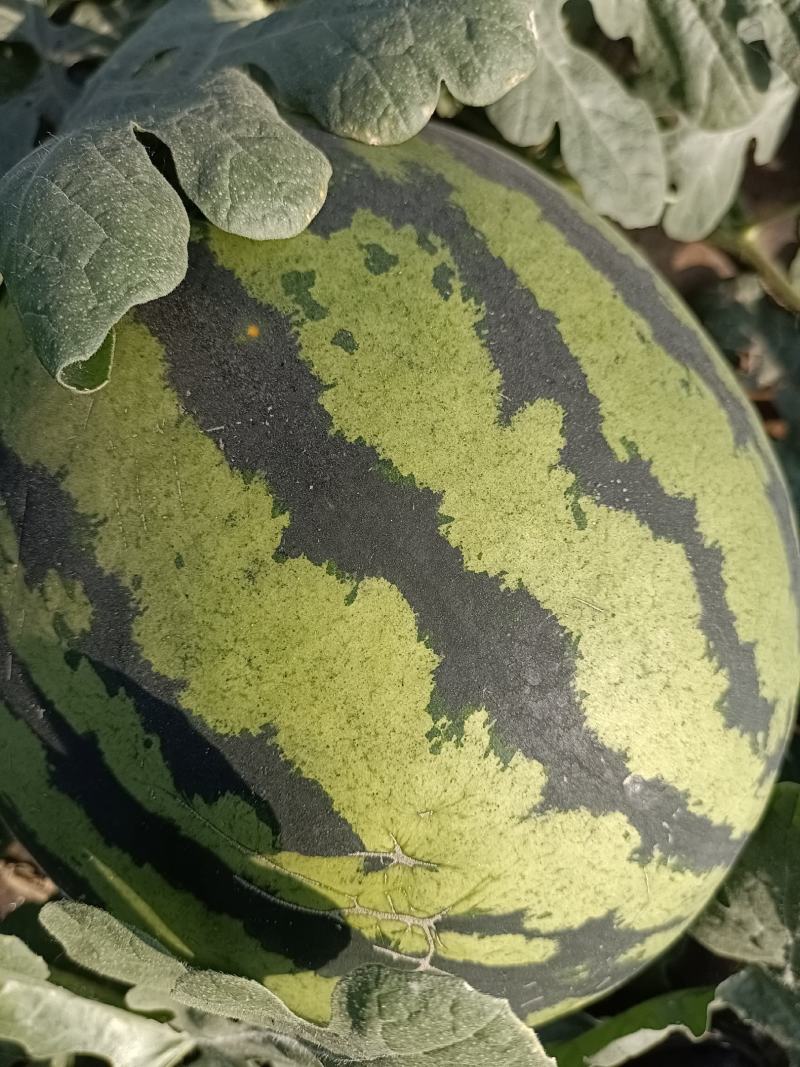 一手货源，视频看货。