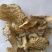 中药材商陆山萝卜货品质量保证批发各种中药材