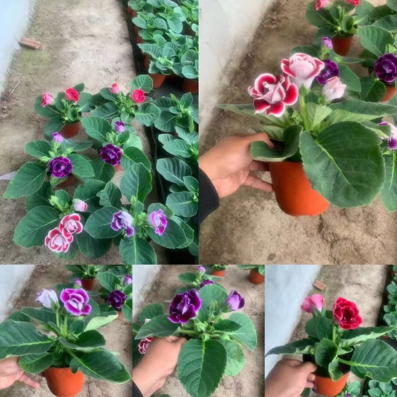 大岩桐基地直销大量有货，价格实惠，诚信经营。