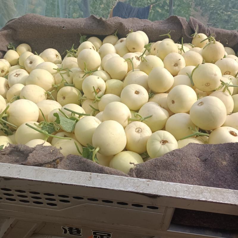 白沙蜜白瓜，各种白甜瓜大量上市中，保熟保甜