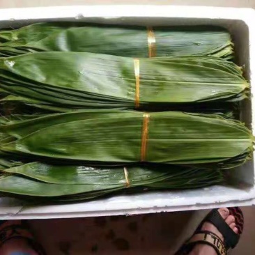 新鲜粽叶，粽子草绳