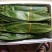 新鲜粽叶，粽子草绳