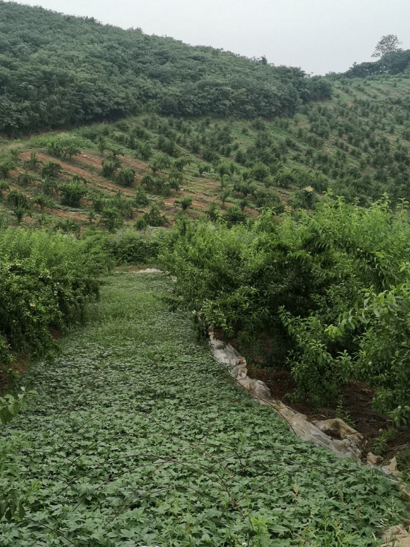 青脆李大量上市