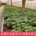 红肉木瓜苗水果木瓜苗营养袋苗当年结果