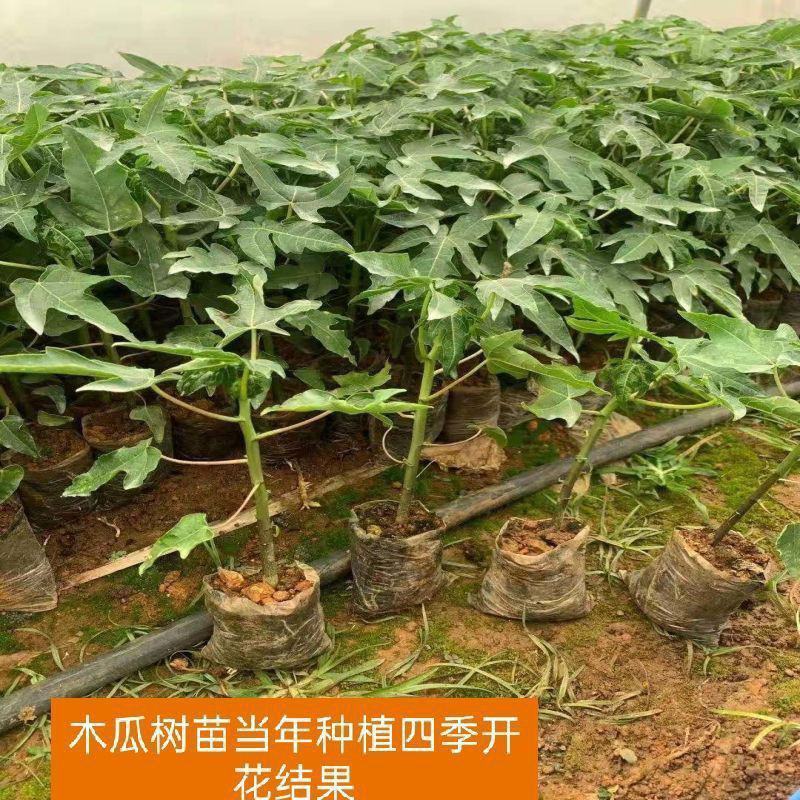 红肉木瓜苗水果木瓜苗营养袋苗当年结果