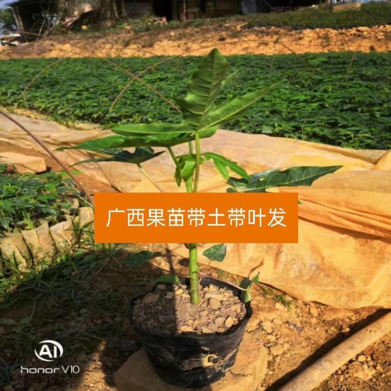 红肉木瓜苗水果木瓜苗营养袋苗当年结果
