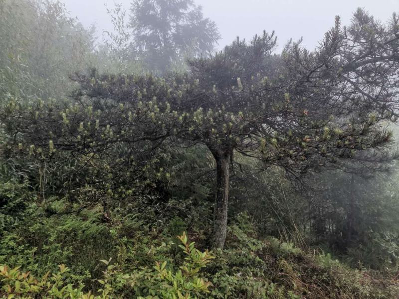 湖北基地出售各种规格漂枝异形黑松，易成活，全国齐发