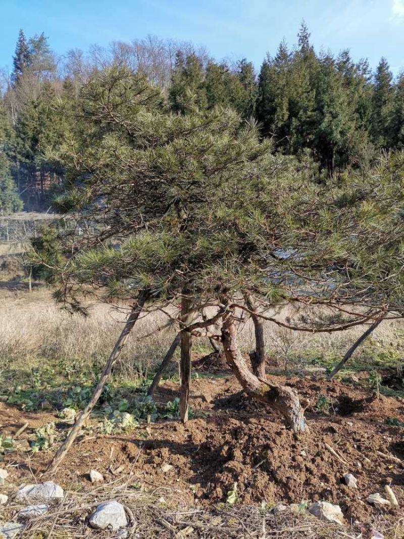 湖北基地出售各种规格漂枝异形黑松，易成活，全国齐发