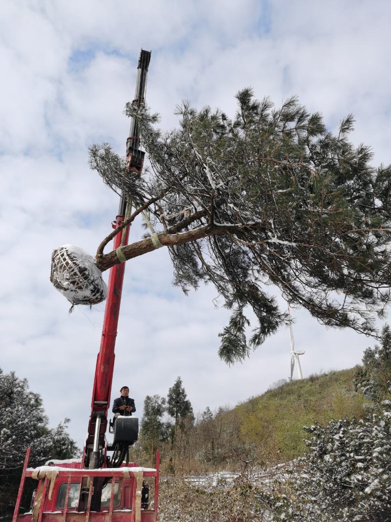 湖北基地出售各种规格漂枝异形黑松，易成活，全国齐发