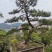 湖北基地出售各种规格漂枝异形黑松，易成活，全国齐发