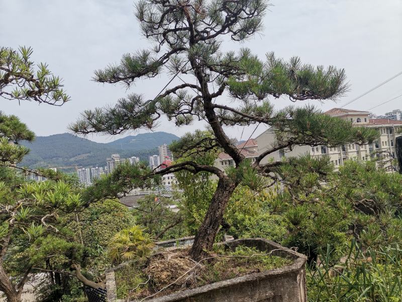 湖北基地出售各种规格漂枝异形黑松，易成活，全国齐发