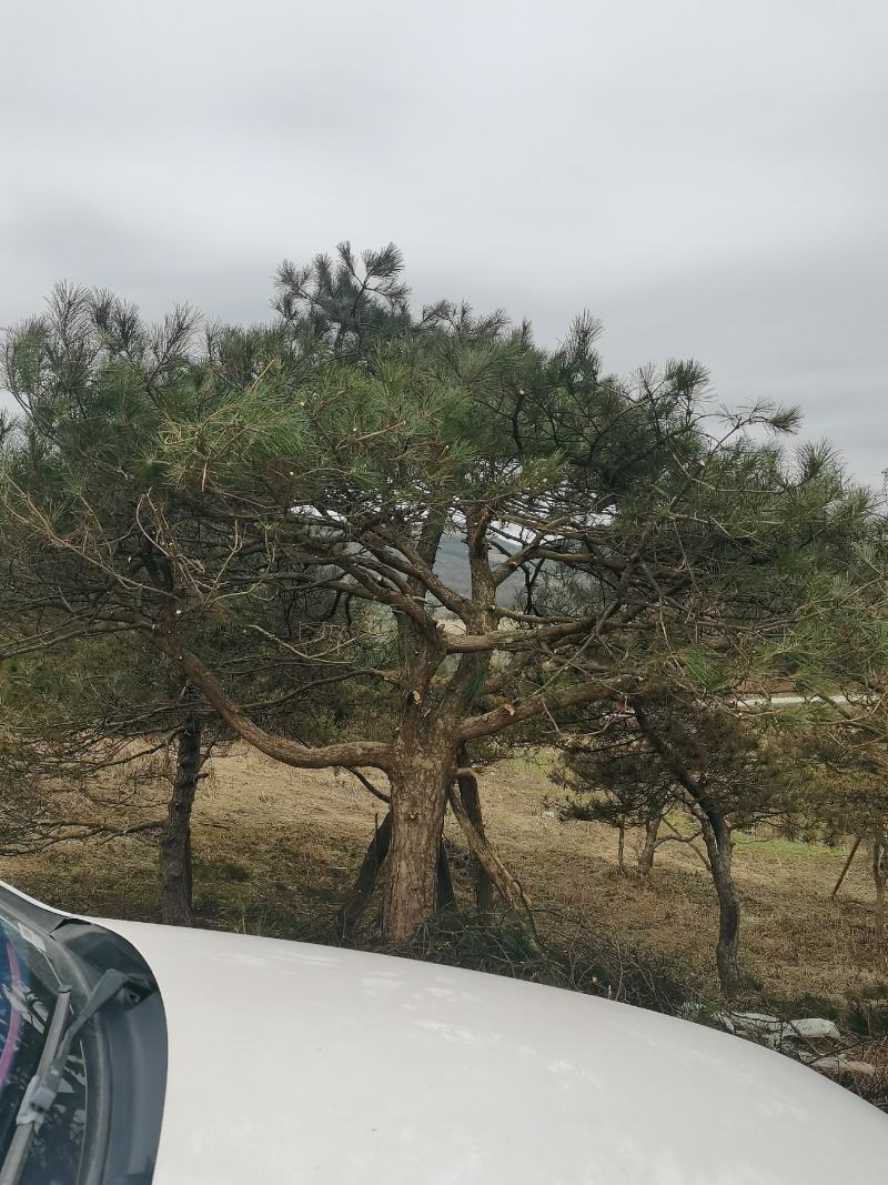 湖北基地出售各种规格漂枝异形黑松，易成活，全国齐发