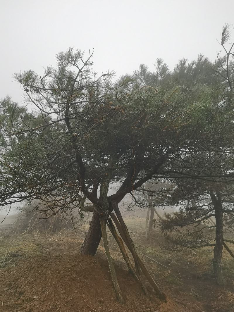 湖北基地出售各种规格漂枝异形黑松，易成活，全国齐发