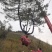湖北基地出售各种规格漂枝异形黑松，易成活，全国齐发