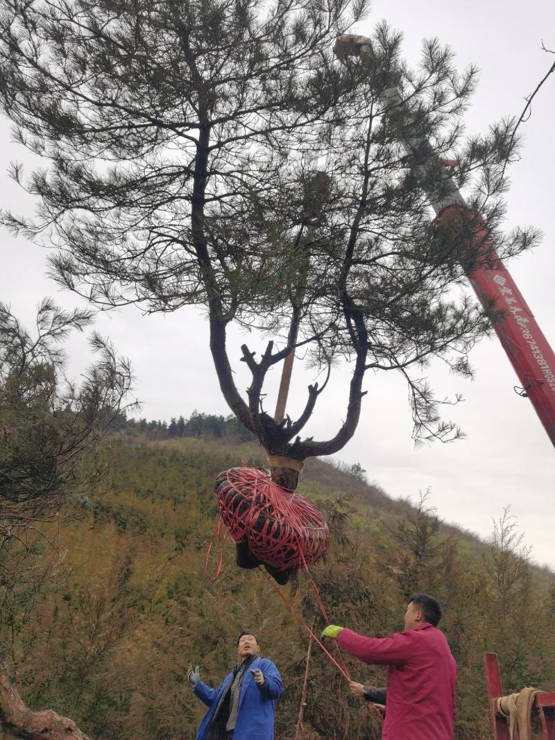 湖北基地出售各种规格漂枝异形黑松，易成活，全国齐发