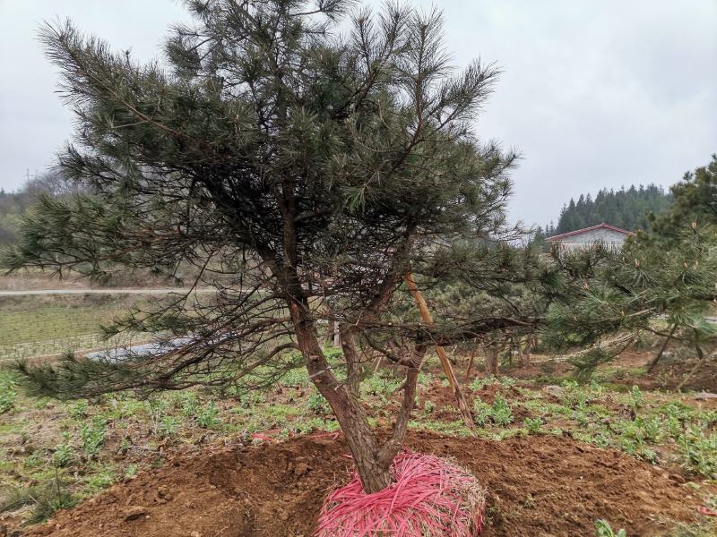 湖北基地出售各种规格漂枝异形黑松，易成活，全国齐发