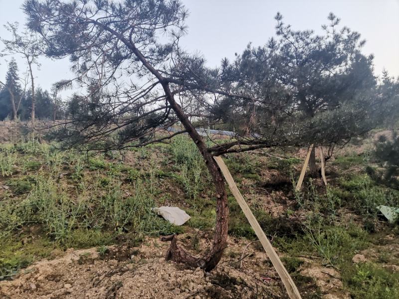 湖北基地出售各种规格漂枝异形黑松，易成活，全国齐发